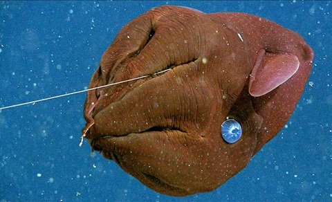 Trên[-]thân[-]mực[-]ma[-]cà[-]rồng[-]có[-]hai[-]cái[-]vây[-]giống[-]như[-]tai.[-]Nhờ[-]chiếc[-]